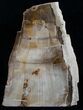 Large Free Standing Petrified Wood - Sequoia #5960-1